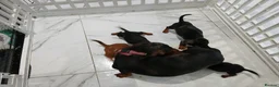 Miniature Dachshund dogs for sale: Miniature dachshund puppy's  - Advert 10