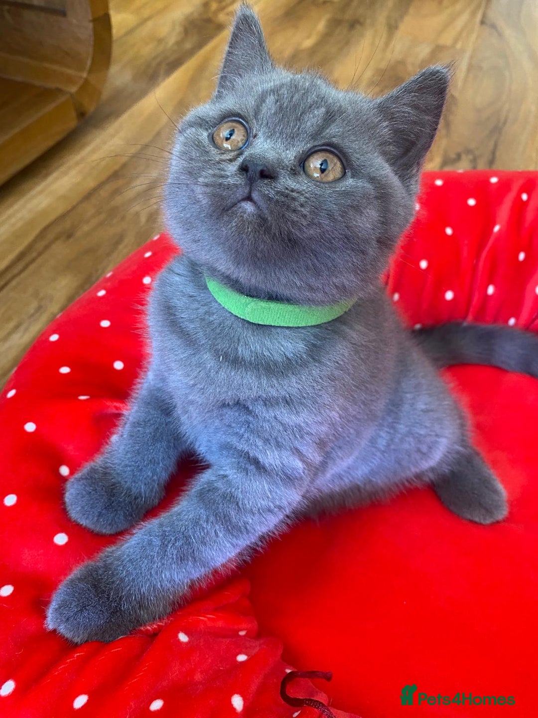 British Shorthair cats for sale: British Shorthair kittens, GCCF Certificate  in Dundee - Image 14