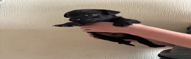Patterdale Terrier 3