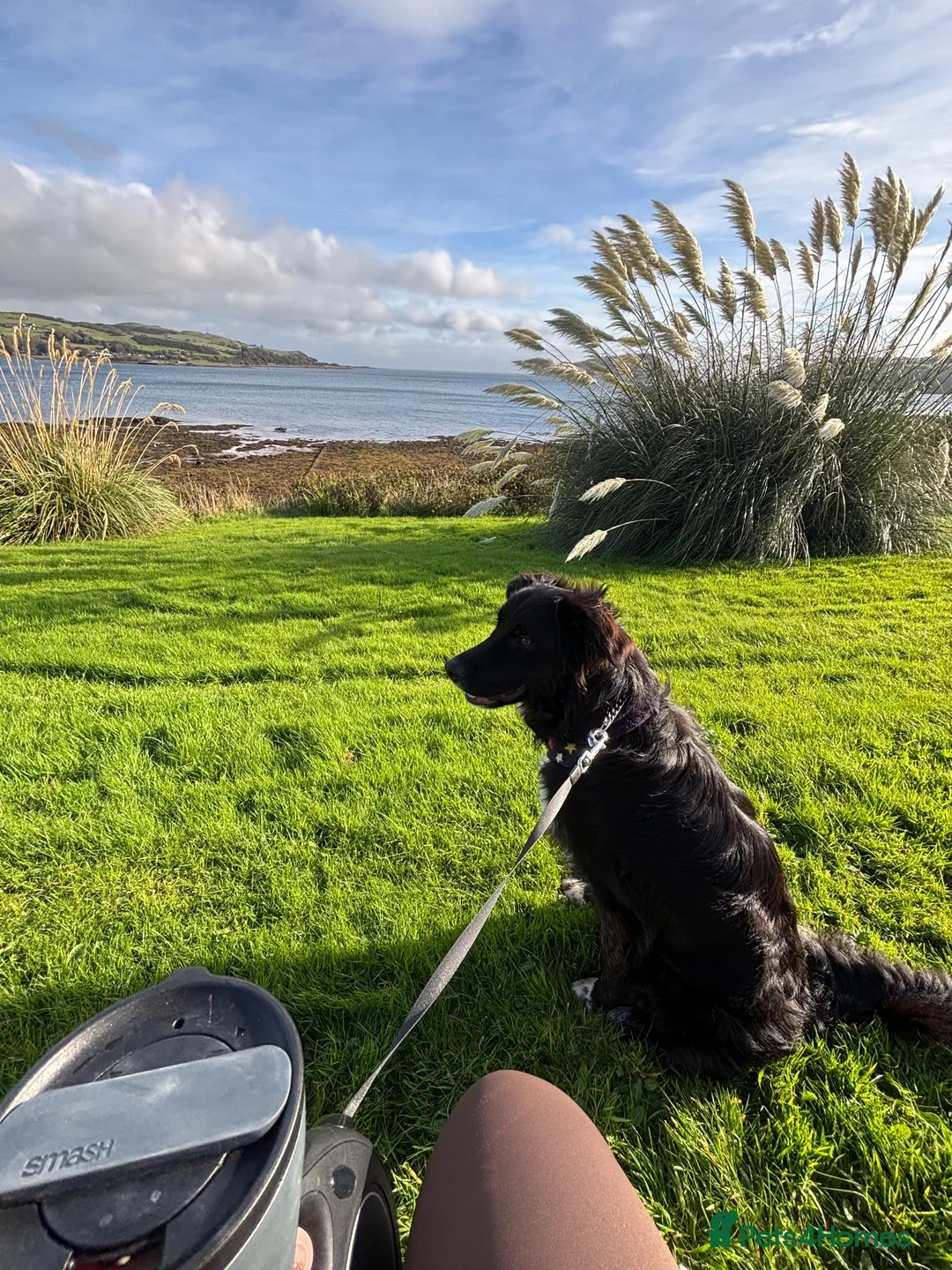 Mixed Breed dogs for sale: Golden retriever x Border collie pup in Glasgow - Advert 4