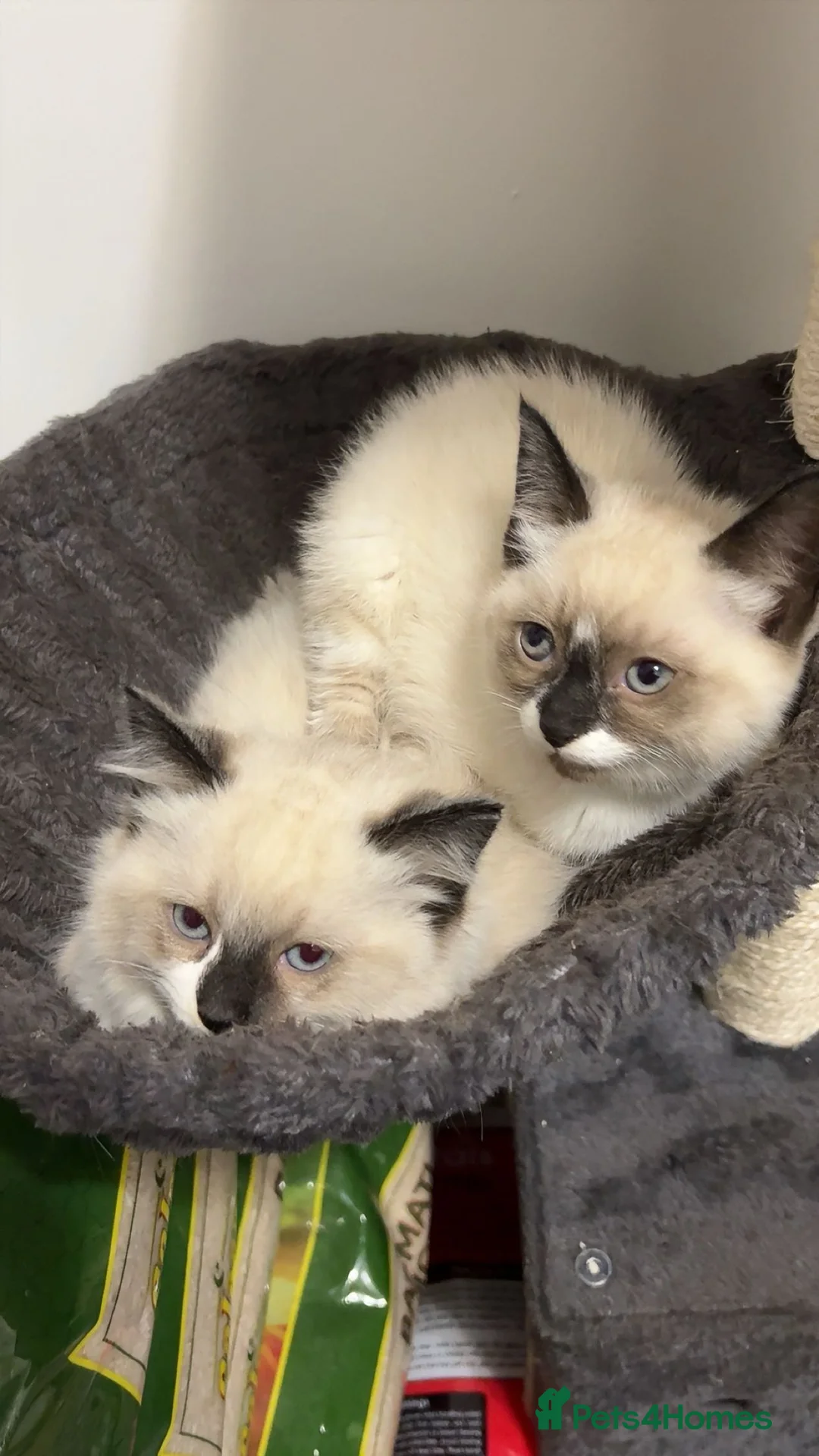 Ragdoll cats for sale: X3 Beautiful Ragdoll Kittens - Ready to leave 🐱 - Advert 8