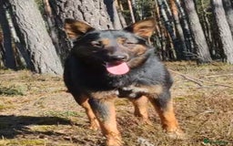 German Shepherd dogs for adoption: Claudia’s Story: The Dog Who Chose to Live - Image 5