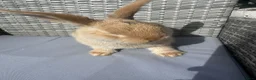 Mixed Breed rabbits for sale: Rabbit in Ebbw Vale - Advert 2