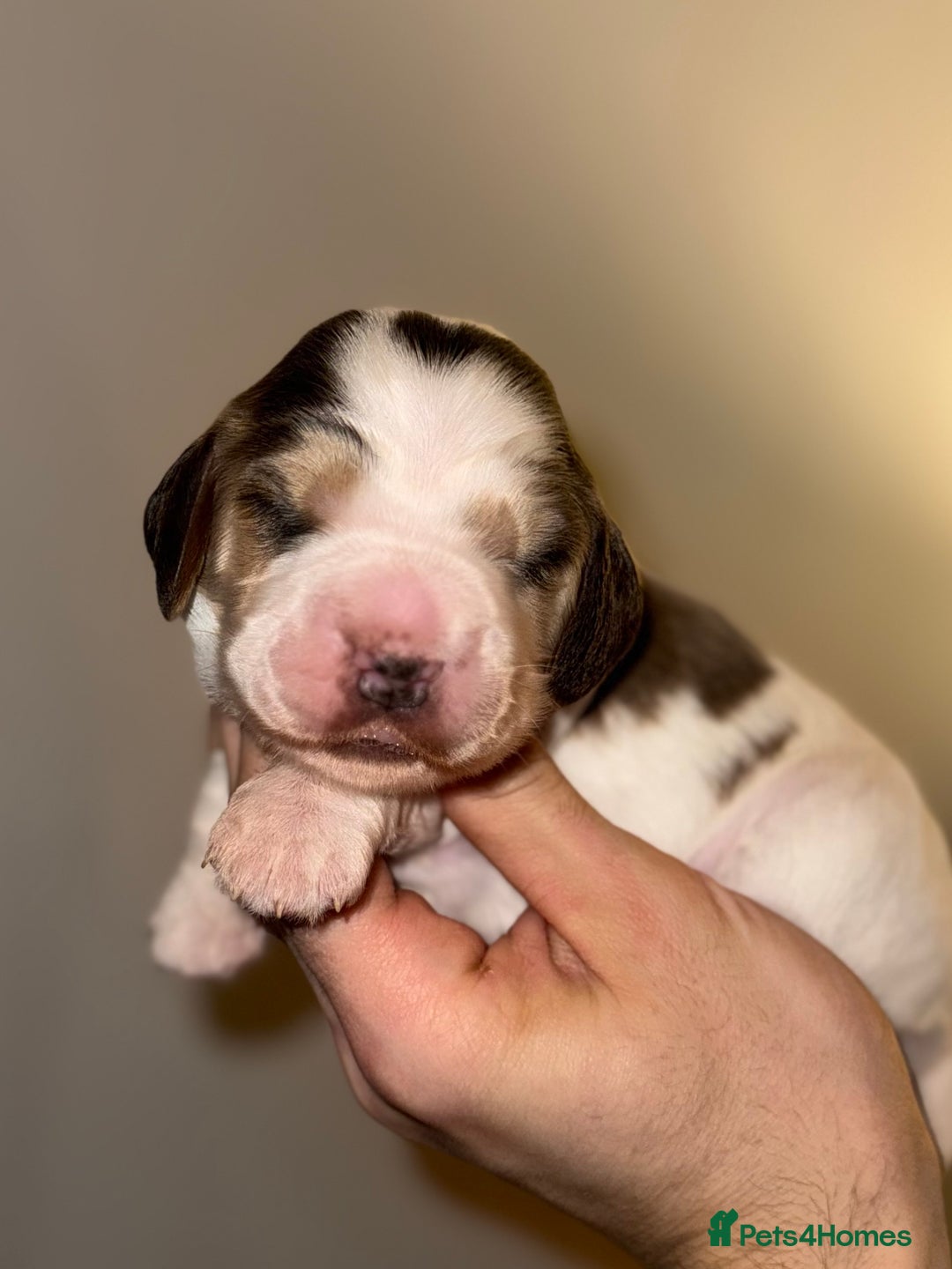 Cocker Spaniel dogs for sale: True to type Show Cocker Spaniels - KC reg parents - Advert 7