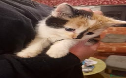 British Shorthair cats for sale: Female kittens - Advert 2