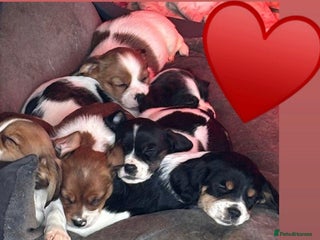 Mixed Breed dogs Lovely caver jack puppies for sale - Advert 14