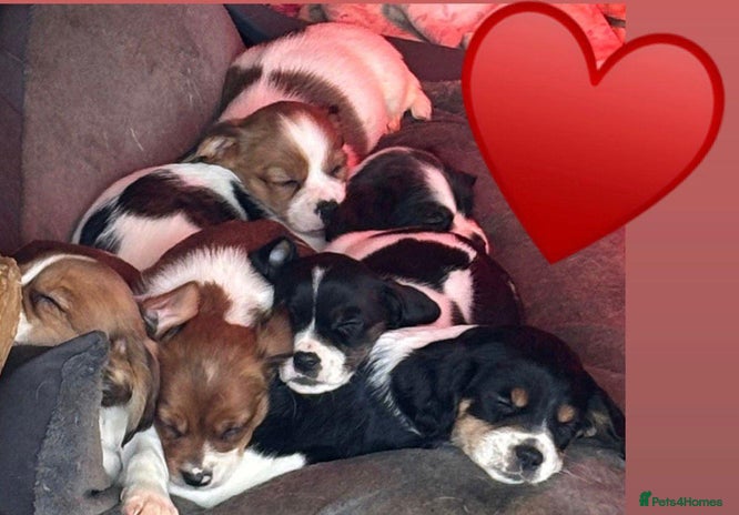 Mixed Breed dogs Lovely caver jack puppies for sale - Advert 2