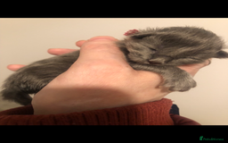 Maine Coon cats for sale: Black/Blue Smoke Maine Coon - Image 18