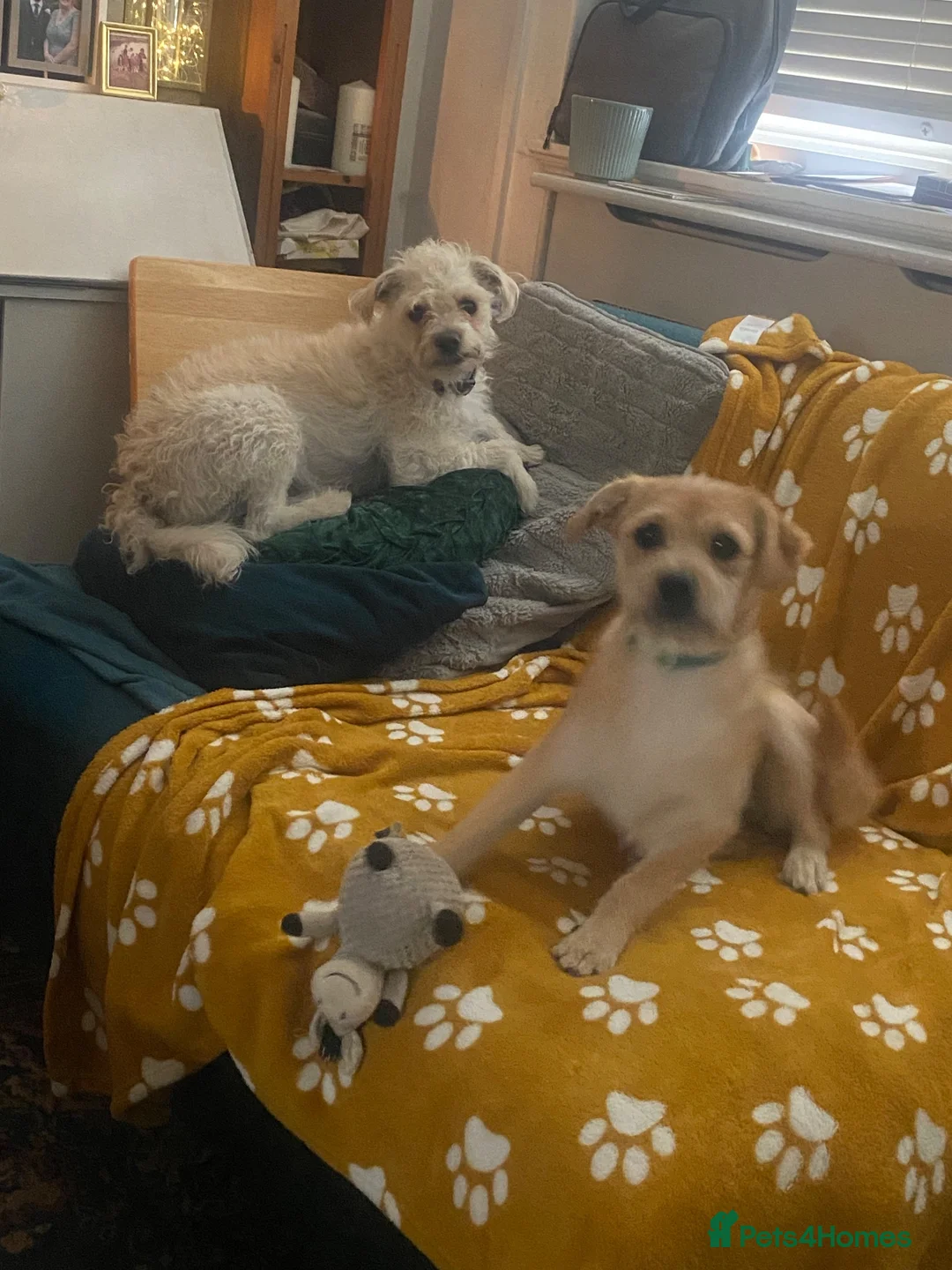 Mixed Breed dogs for sale: Binky  - Advert 7