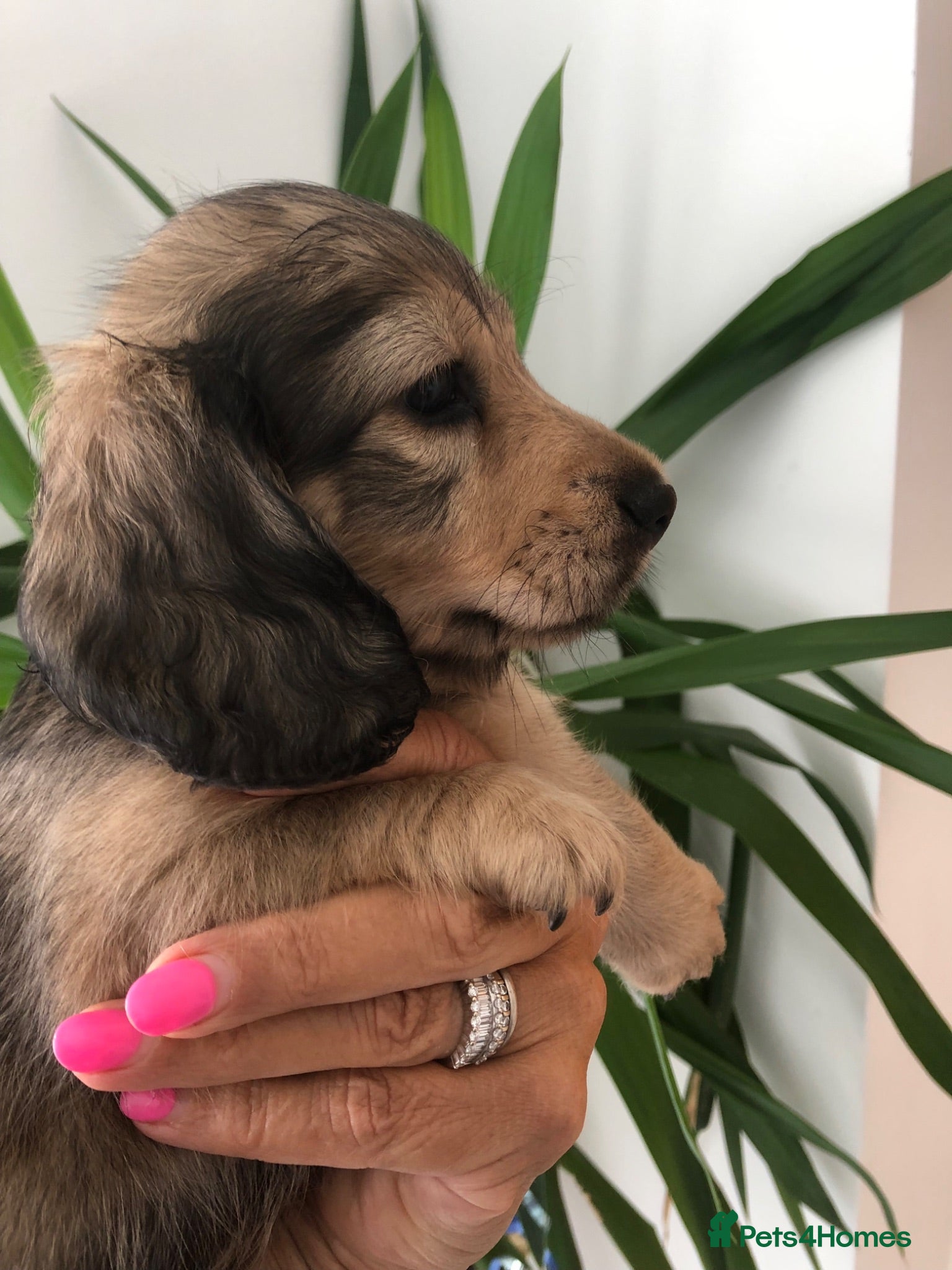 Miniature Dachshund dogs  K.C Reg Miniature Dachshunds L/H - Advert 5