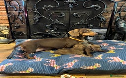 Miniature Dachshund dogs for sale: Stunning full pedigree Miniature Dachshunds  - Image 27