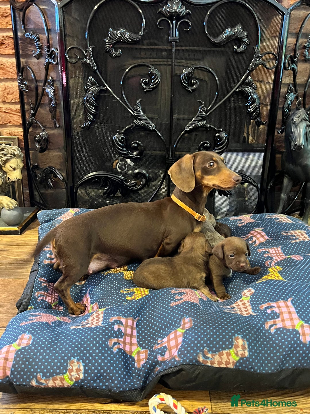 Miniature Dachshund dogs for sale: Stunning full pedigree Miniature Dachshunds  - Image 27