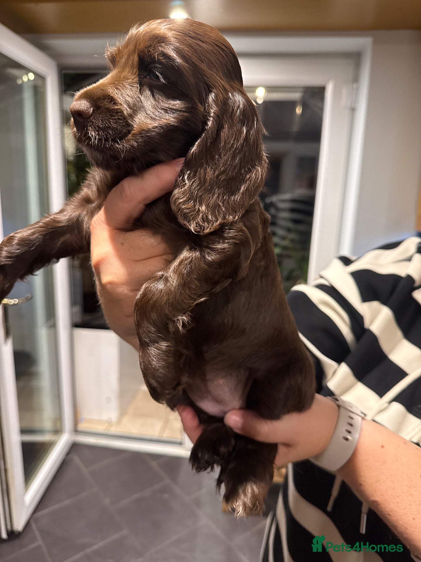 Cocker Spaniel dogs KC registered Show cocker spaniel  - Advert 2