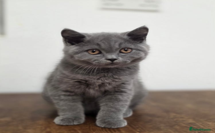 British Shorthair cats - Advert 16