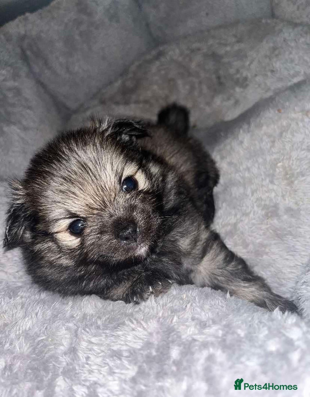 Pomchi dogs for sale: 3 pomchis looking for there forever homes 🐶 - Image 4
