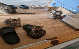 Domestic Shorthair cats for sale: 5 beautiful kittens for sale - Image 13