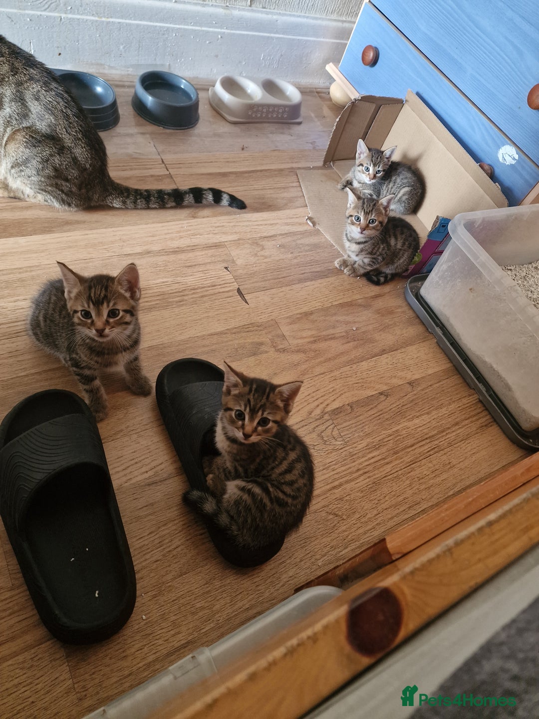Domestic Shorthair cats for sale: 5 beautiful kittens for sale - Image 13
