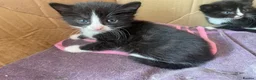 Mixed Breed cats for sale: 3 Litters of Loving and Playful Kittens  - Advert 10