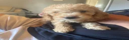 Cockapoo dogs for sale: Beautiful F1 cockapoos - Advert 3
