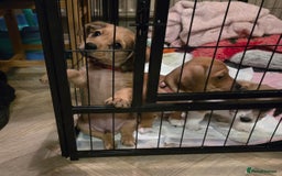 Mixed Breed dogs for sale: One little boy left - Advert 6