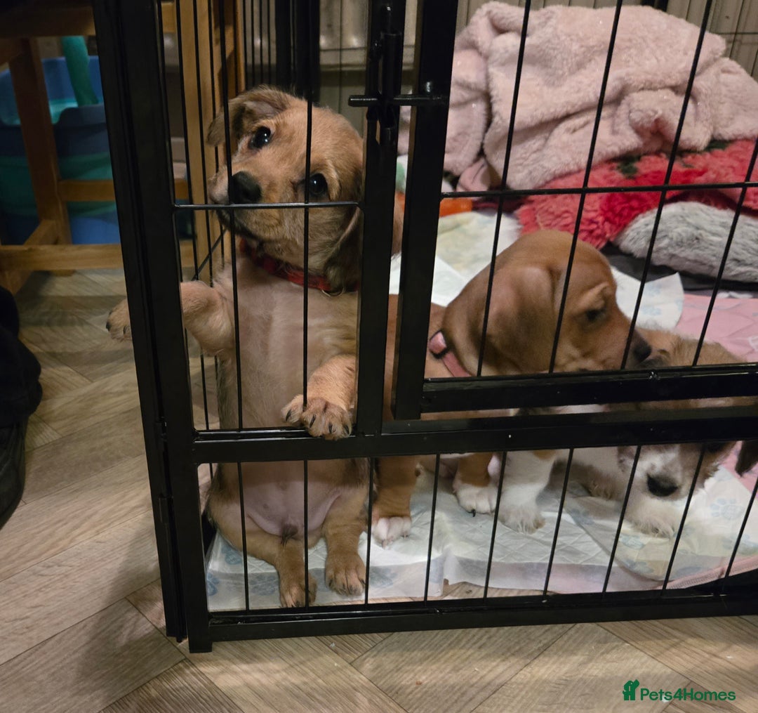 Mixed Breed dogs for sale: One little boy left - Advert 6