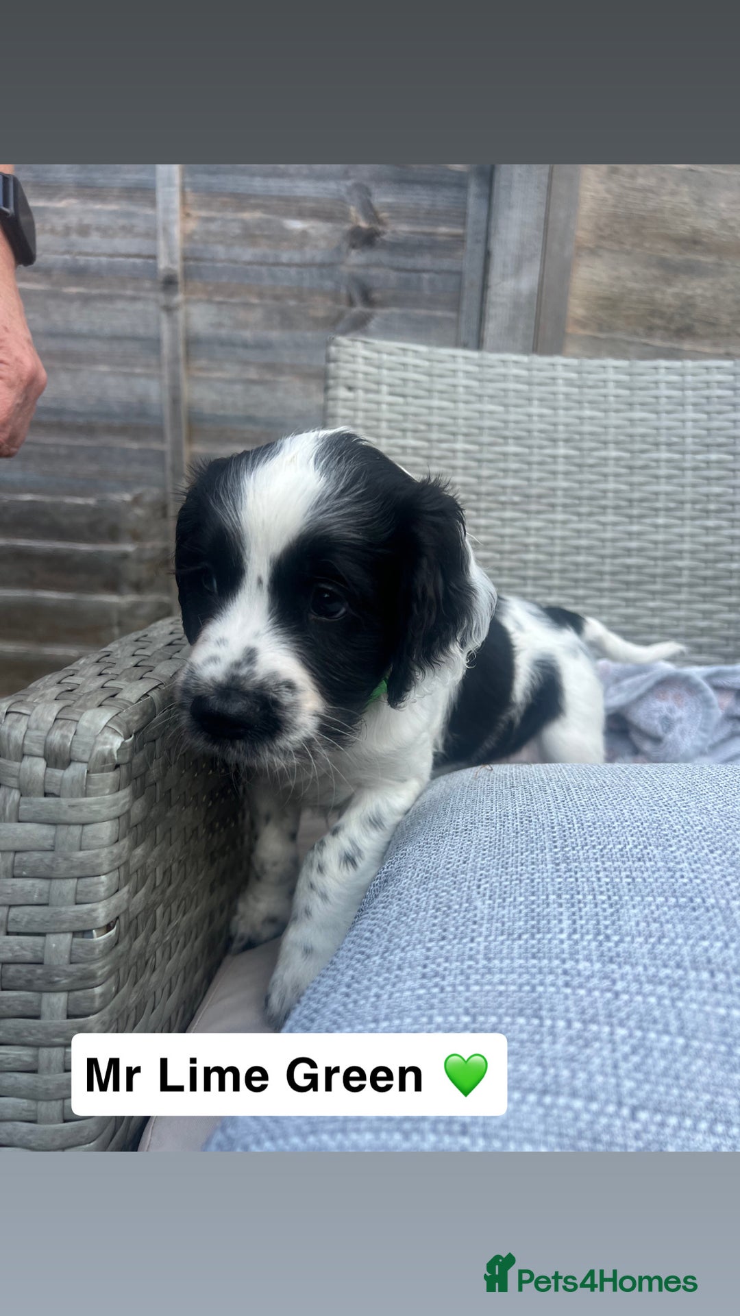 Sprocker dogs for sale: Black and white Sprockers looking for homes  - Image 7
