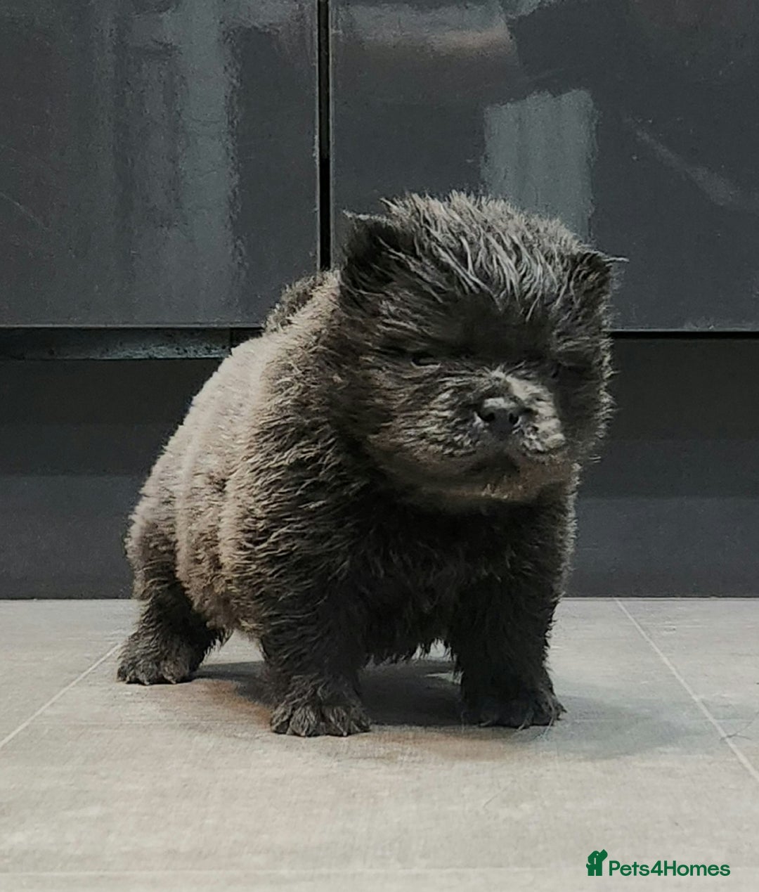 Chow Chow dogs for sale: Chow chow pedigree pups - Advert 14