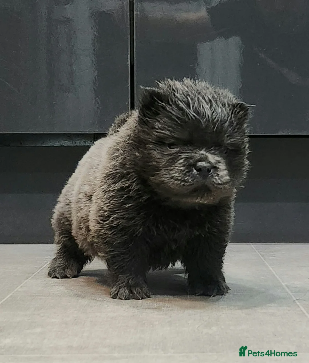 Chow Chow dogs for sale: Chow chow pedigree pups REDUCED!! - Advert 5