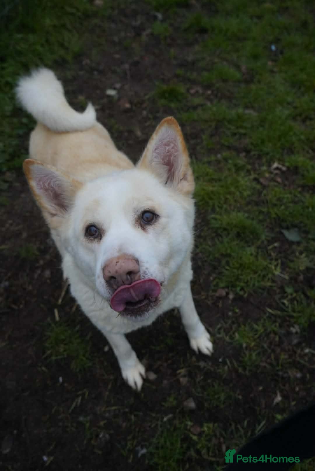 Akita dogs for adoption: Mitzi - Advert 7