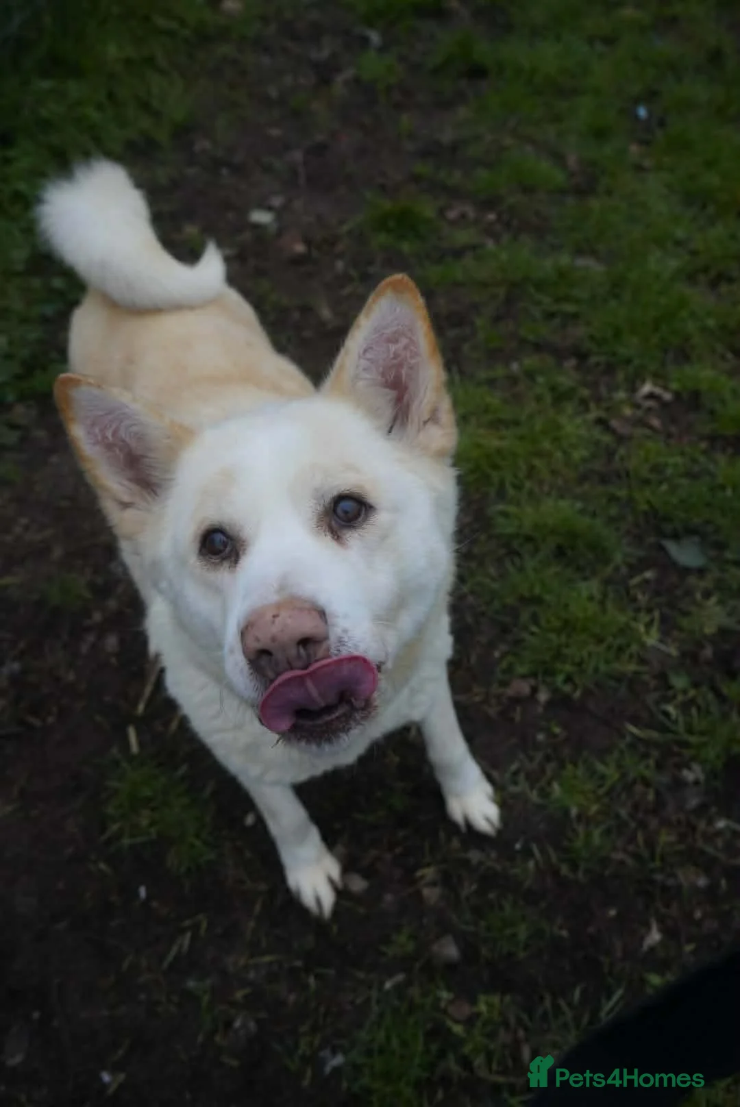 Akita dogs for adoption: Mitzi - Advert 7