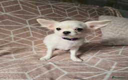 Chihuahua dogs for sale: 3 Handsome (KC) Chihuahua boys left (New photos) - Image 17