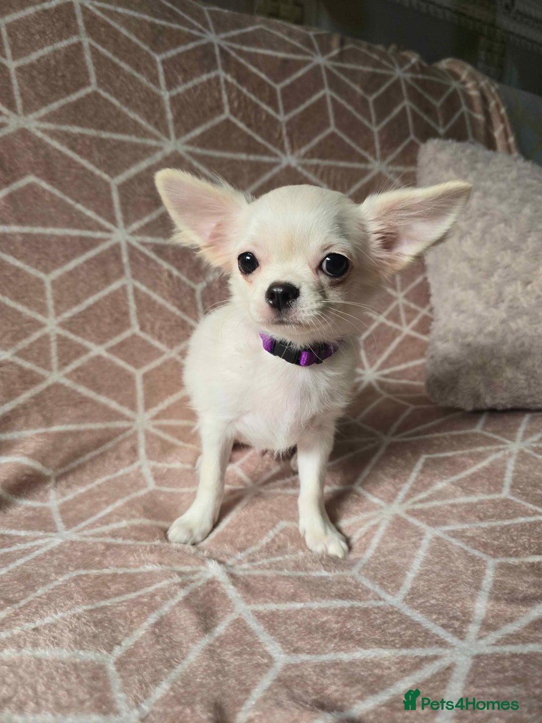 Chihuahua dogs for sale: 3 Handsome (KC) Chihuahua boys left (New photos) - Image 17