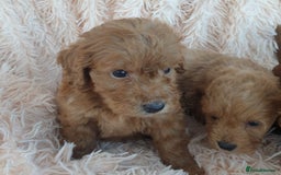 Cockapoo dogs for sale: Cockapoo Puppies PRA UNAFFECTED  - Image 3