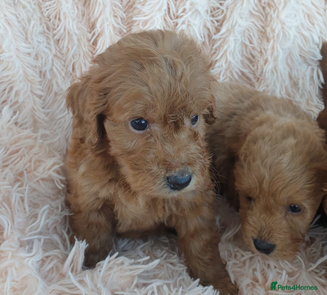 Cockapoo dogs for sale: Cockapoo Puppies PRA UNAFFECTED  - Image 3