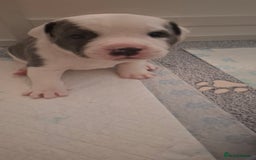 Staffordshire Bull Terrier dogs for sale: Blue Staffordshire bull terrier puppies  - Image 9