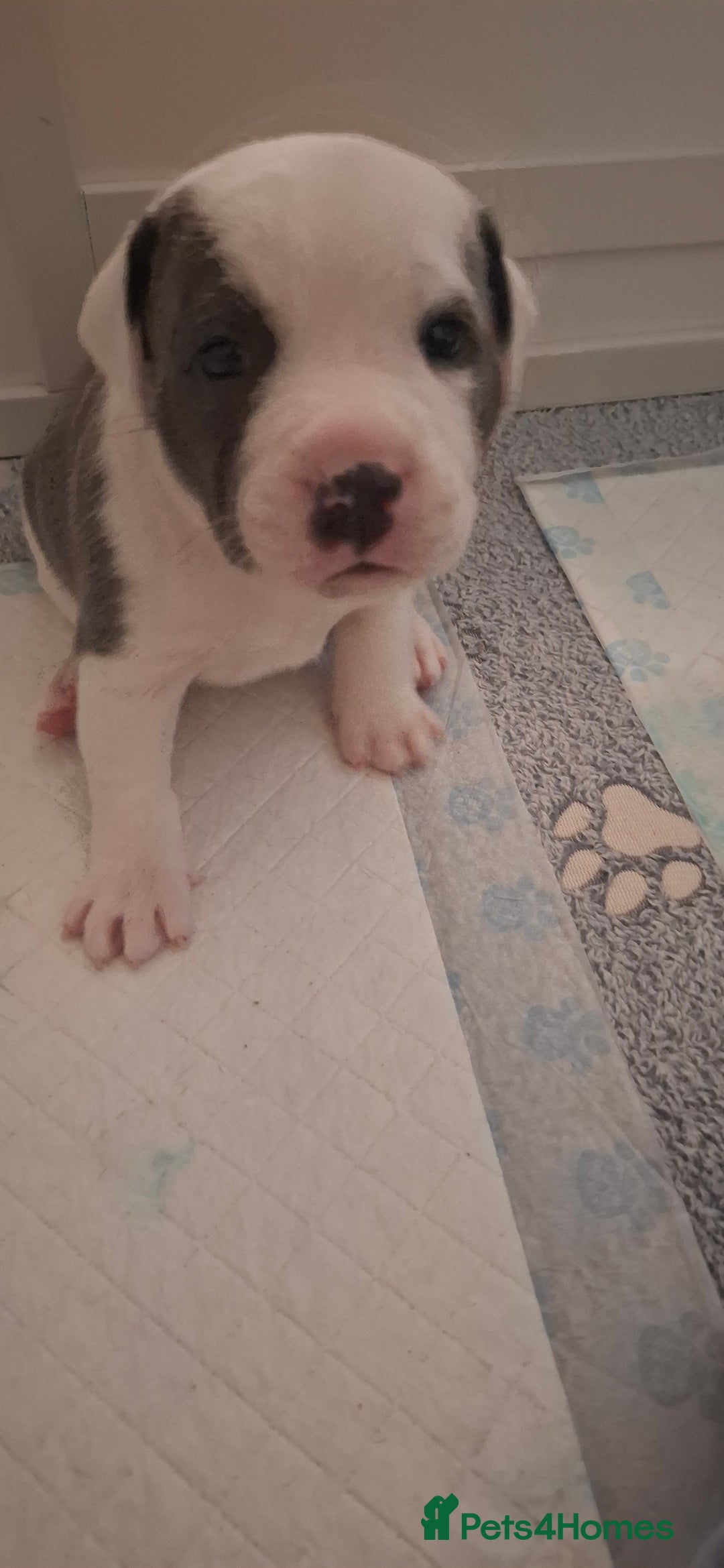 Staffordshire Bull Terrier dogs for sale: Blue Staffordshire bull terrier puppies  - Image 9