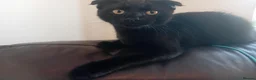 Russian Blue cats for sale: Uniqe russian blue/scottish fold mix - Advert 11
