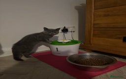 British Shorthair cats for sale: British Shorthair babies  - Image 4
