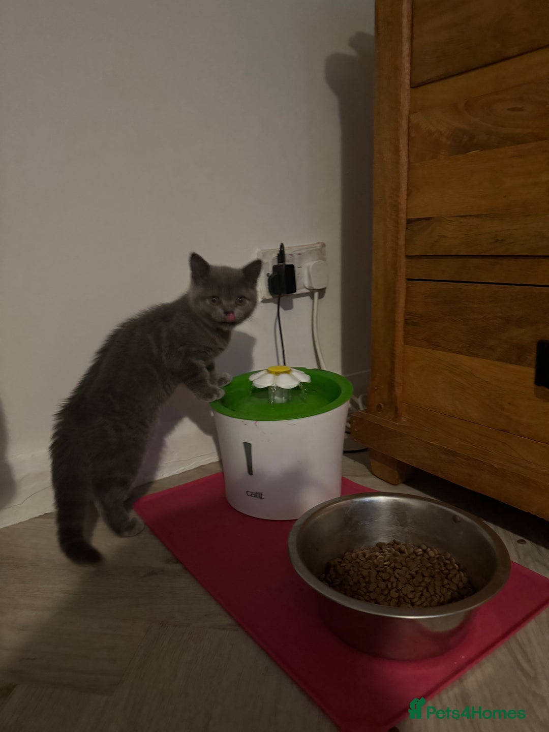 British Shorthair cats for sale: British Shorthair babies  - Image 4