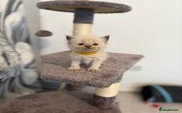 Ragdoll cats for sale: Beautiful Ragdoll Kittens – Champion Bloodlines - Image 5
