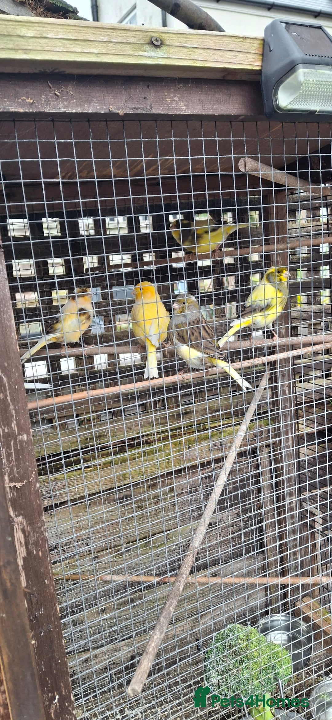 Canaries birds for sale: 6 Canaries  - Advert 1