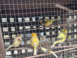 Canaries birds 6 Canaries - Advert 1