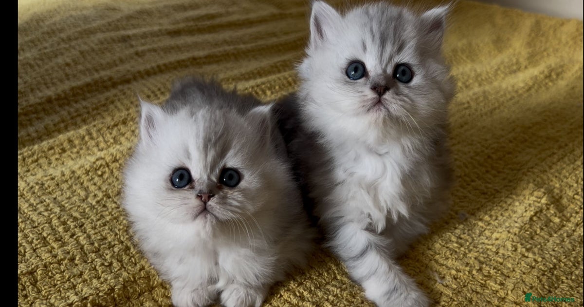 With Blue Eyes Persian Cat Gray Price Blue Eyes Ragdoll Persian