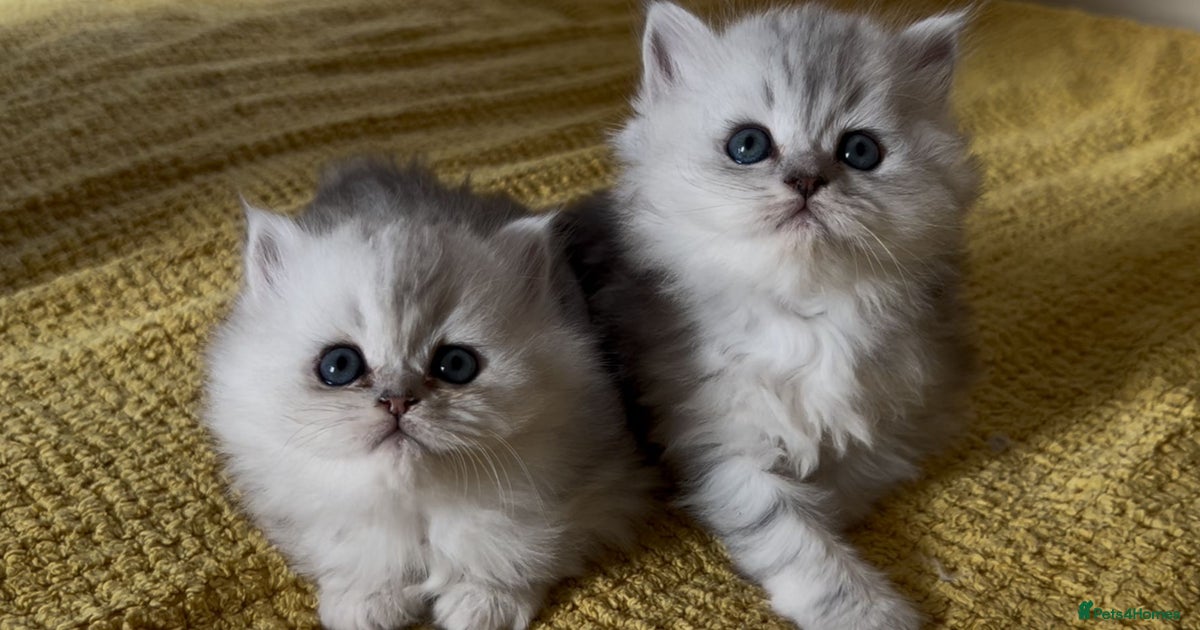 With Blue Eyes Persian Cat Gray Price Blue Eyes Ragdoll Persian