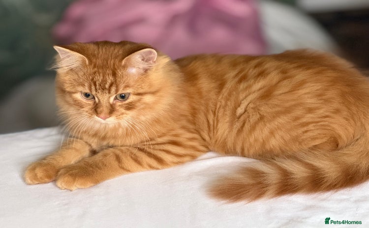 Mixed Breed cats - Advert 15