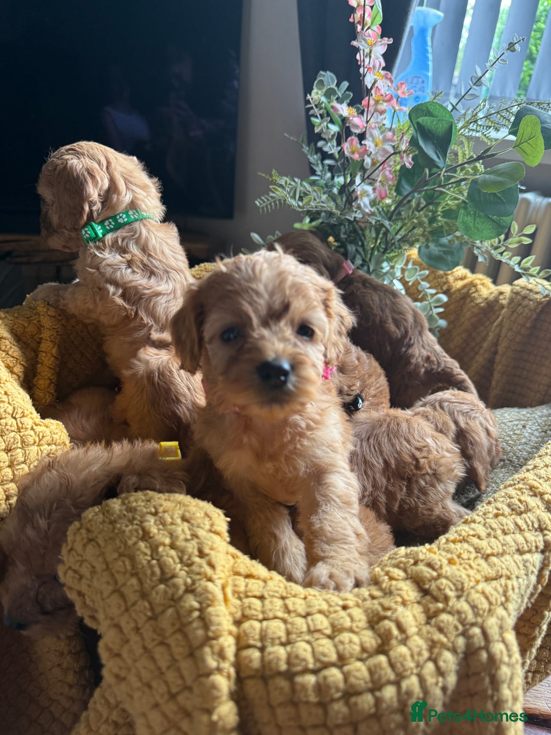 Cockapoo dogs for sale: Toy Cockapoo Puppies, Family Raised, Sweet Natured - Image 8
