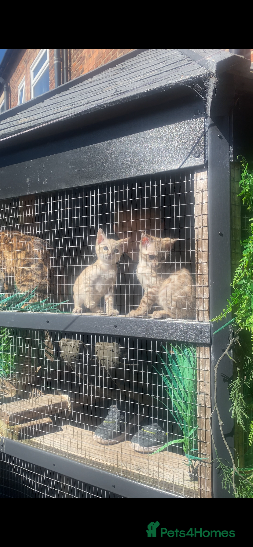 Bengal cats Tica registered snow Bengal kittens for sale - Advert 2