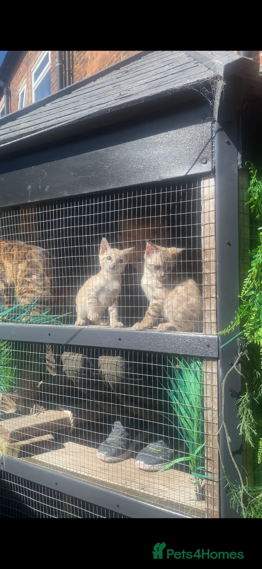 Bengal cats for sale: Tica registered snow Bengal kittens for sale in Stockport - Advert 2