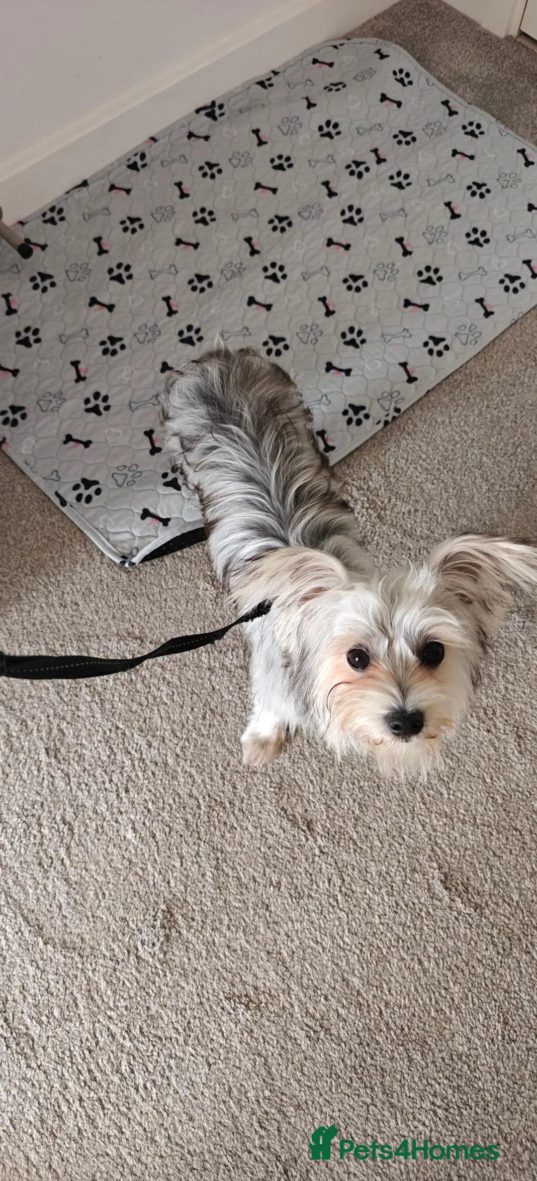 Morkie dogs for sale: 8 Month old Morkie Bobby in Watford - Advert 8