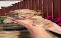 Cockapoo dogs for sale: Beautiful cockapoo puppies - Image 9